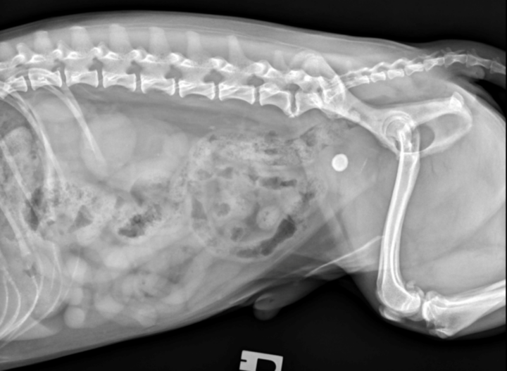 A clinical approach to lower urinary tract disease in male dogs