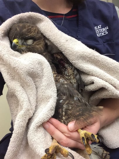 Recovery of birds after anaesthetic