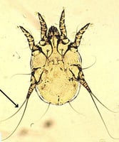 Differentiating ectoparasites of dogs and cats