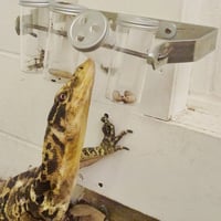 reptile mental health and behaviour