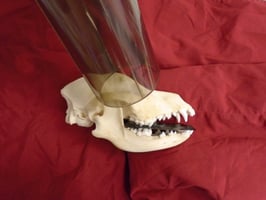 Dentalröntgen