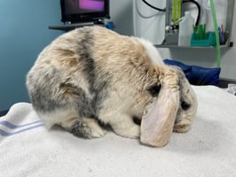 Pain in a lop-eared rabbit