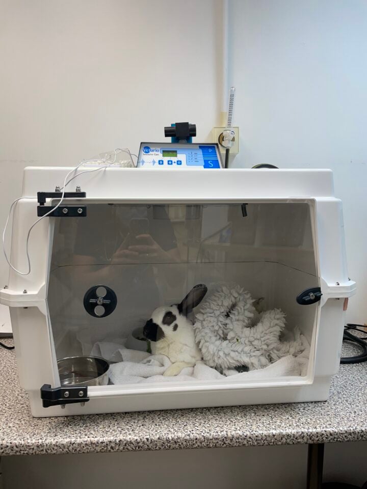 Acute abdomen in rabbits and guinea pigs