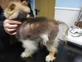 Alopecia X in a canine patient