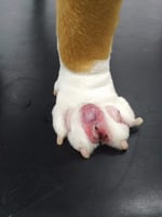 Interdigital cysts in a dog