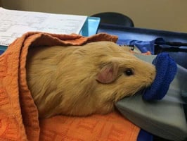 critically ill guinea pig