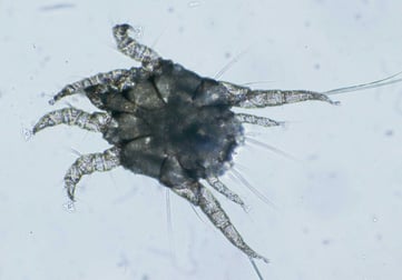 Otodectes cynotis in cats