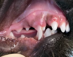 Malocclusion in dogs and cats