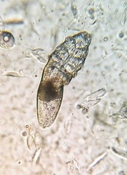 Demodex gatoi mites in cats