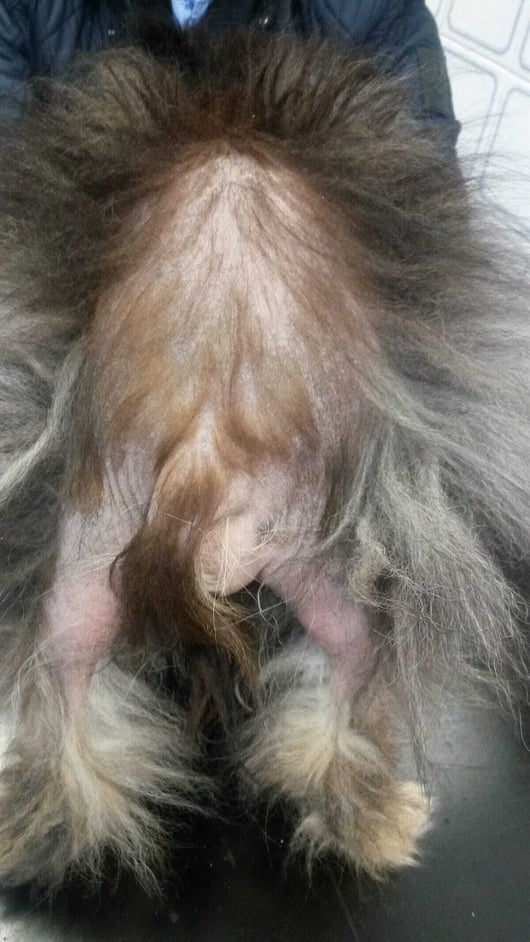 Diagnosing And Treating Alopecia X In Canine Patients Diagnosing And Treating Alopecia X In Canine Patients