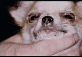 Dog recovering from puppy strangles