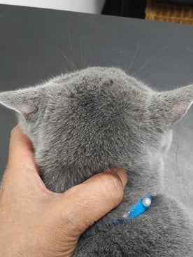 Cat with focal alopecia on the ears due to D.gatoi
