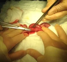 A vet undertaking gastrointestinal surgery in small animals