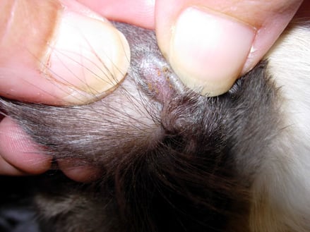 Harvest mites in a cat's ear