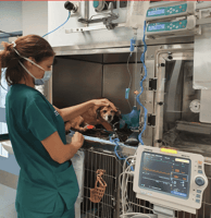 A nurse monitors a dog with CHF