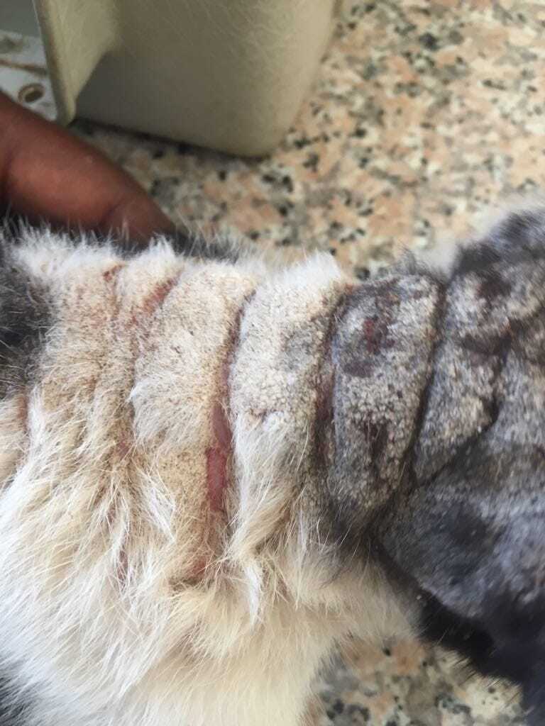 Common mites in cats: what to look for and how to treat them