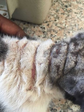 Thick crusting on cat neck due to Sarcoptic mange