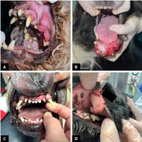 Common oral tumours in dogs