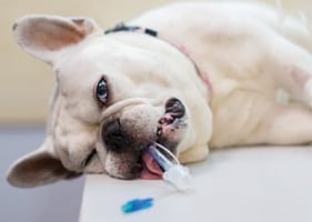 A French Bulldog lies on a table ready for BOAS surgery