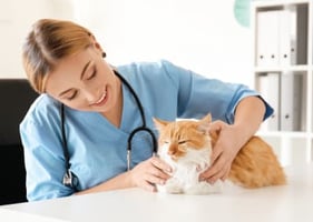 Vet examining a ginger and white cat in a feline-friendly veterinary practice
