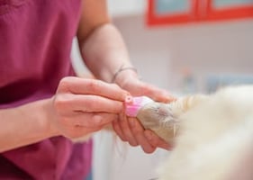A veterinary nurse places a cannula ahead of an anaesthetic