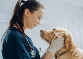 A vet strokes a dog in a calm, low-stress practice