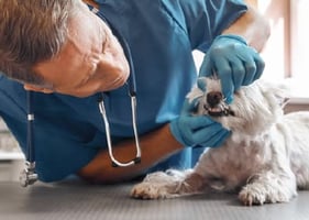 A vet examines a dog's mouth 