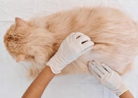 A cat has a dermatology examination as part of a Feline Atopic Skin Syndrome workup