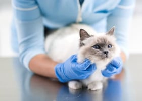 A vet examines a cat as part of the feline medicine certificate