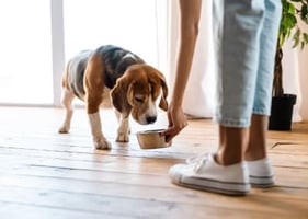 A dog being offered his dinner - but should it be grain-free?