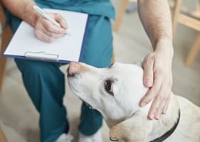 A vet strokes a dog's head