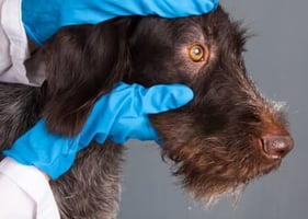 A vet's gloved hands holding a dog's head while conducting an ophthalmic exam
