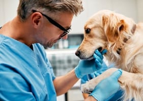 A male vet strokes a Golden Retriever while pondering CPD requirements for vets
