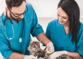 A senior vet shows a new vet how to treat a cat as part of a veterinary mentoring relationship
