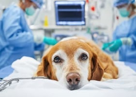 A dog lies on a table while vets in the background work in an emergency medicine clinic