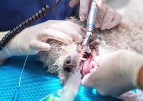 A vet undertakes veterinary dentistry on a dog while the nurse assists