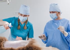 Vets on a practical CPD course