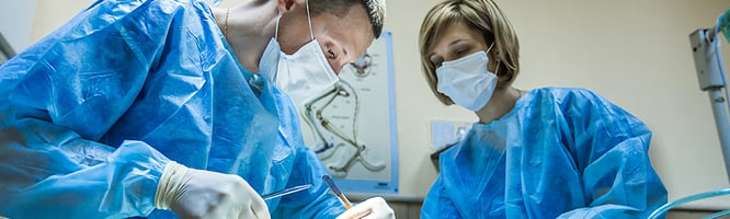 Advanced veterinary surgery training on the advanced certificate courses