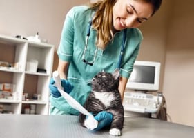 A veterinary nurse bandages a cat's leg on their CPD course