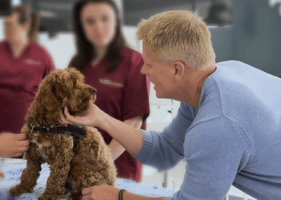Dr Scott Miller, Improve Veterinary Education Brand Ambassador, with a dog