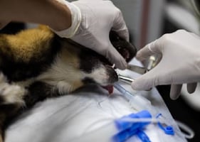 A vet uses an endoscope to examine a patient