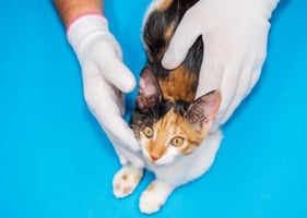 A vet's gloved hands examining a cat in their peripatetic veterinary dermatology service