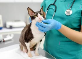 A vet examines a pet before a nurse undertakes a schedule 3 procedure