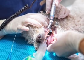Veterinary dentistry is an essential part of small animal practice