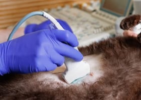 A vet doing an abdominal ultrasound course