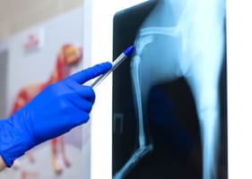 A vet points to an x-ray of a broken bone in a veterinary orthopaedic course