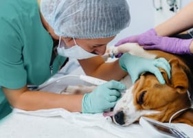 An RVN undertakes minor veterinary dentistry procedure