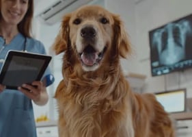 A senior golden retriever looks at the camera after an x-ray