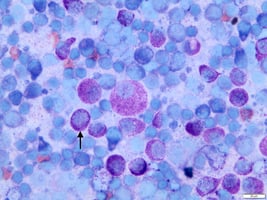 Canine mast cell tumour cells
