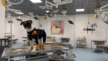 The new training facility for German veterinary professionals